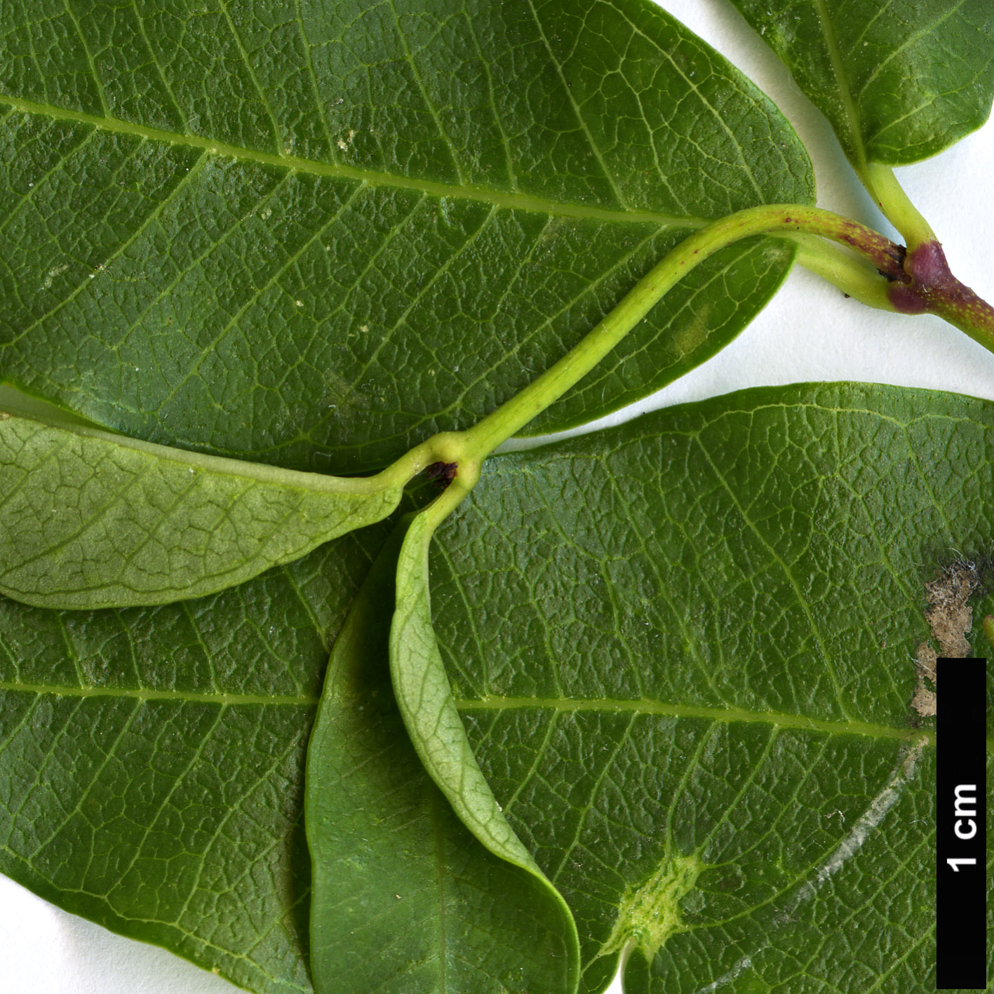 High resolution image: Family: Apocynaceae - Genus: Periploca - Taxon: graeca